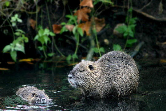 ragondins en famille