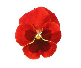 design elements: red pansy