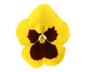 Foto auf Acrylglas Pansies Designelemente: gelbes Stiefmütterchen