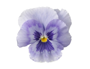 design elements: light blue pansy