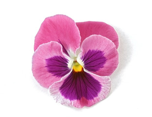 design element: pink pansy