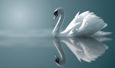swan reflections - obrazy, fototapety, plakaty