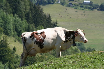 Fototapeta na wymiar vache dans le pré