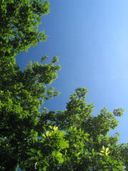 bright blue sky and a trees ii
