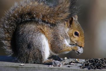 squirrel feeding