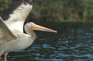 white pelican in flight
