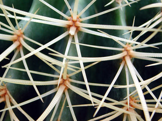 cactus closeup