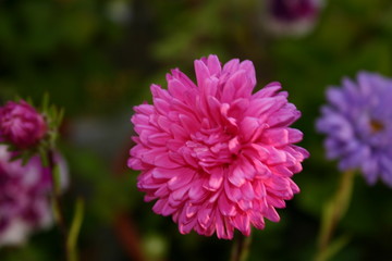 pink petals 2