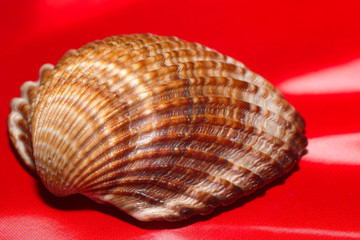 berberecho (cerastoderma edule)