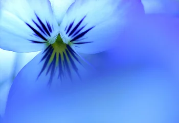 Velvet curtains Pansies kind of blue