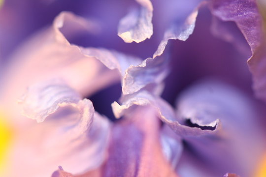 iris petal background