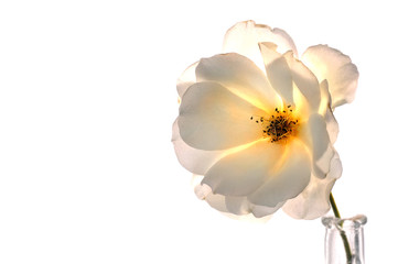 white on white rose