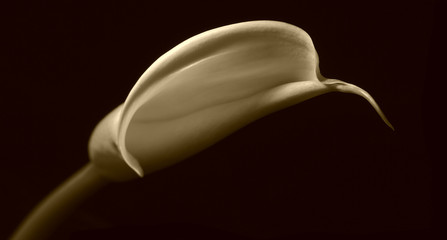 sepia lilly