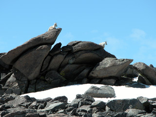alpine mountain goats
