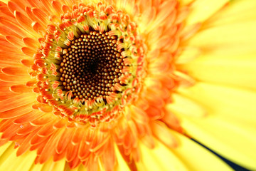 eye of the gerbera