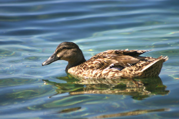 a duck having a swim
