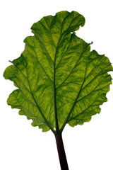 a backlit leaf on white