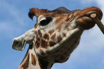 giraffe close up
