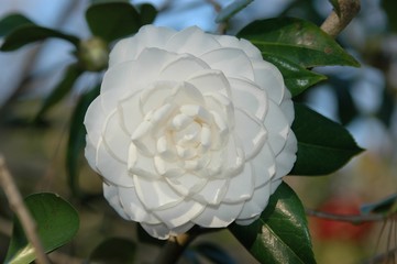 camelia flower
