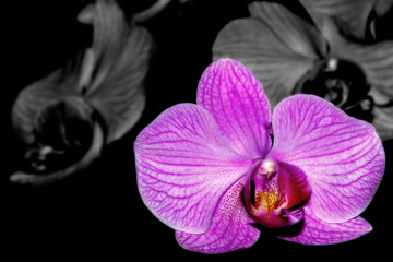 selective orchid