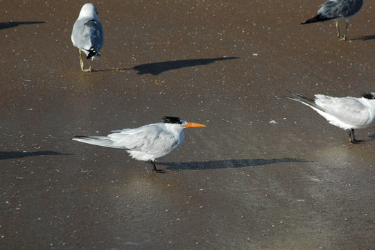 seagulls on daytona beach, flori