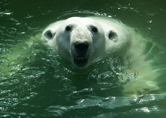 smile of a polar bear