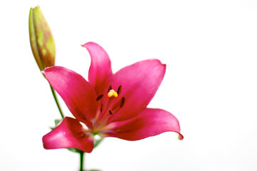 Obraz na płótnie Canvas lily isolated