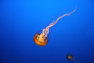 orange jellyfish
