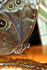 papillon morpho peleides