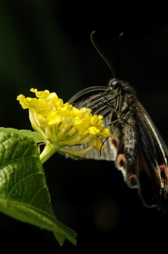 papillon memnon