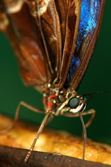 papillon amerindien