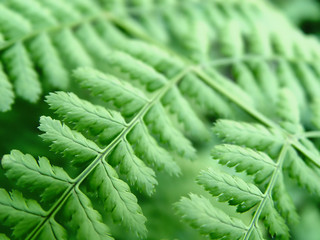 green fern