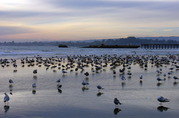 Naklejka na ściany i meble flock of seagulls