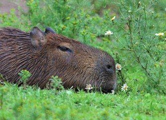 capibara the biggest rat on the ground