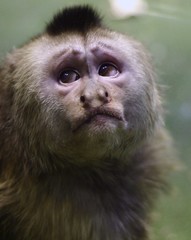 crying capuchin monkey