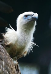 eagle white-headed