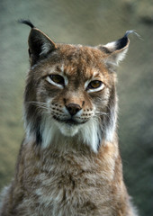 portrait lynx © Tatiana Morozova
