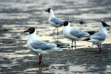 mouettes © sylvaine thomas