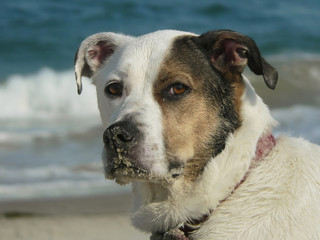sandy dog