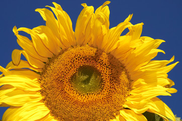 Fototapeta premium nice sunflower