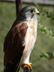 nankeen kestrel