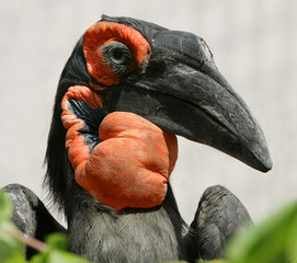 unusual raven