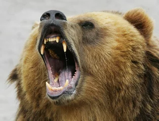 Fotobehang shouting bear © Vasily Smirnov