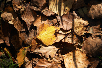 yellow leaves of autumn. leaf fall