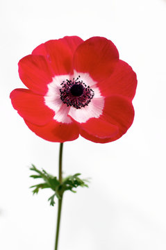 red anemone over white