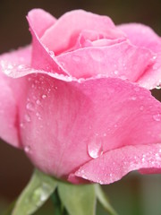 rosee dumatin sur rose du jardin