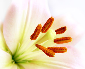 close-up of a white lily