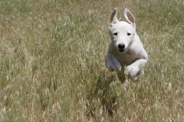 running puppy