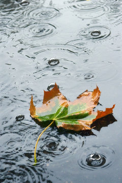autumn rain