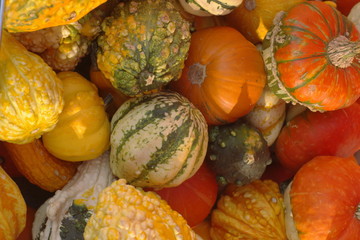 pumpkin